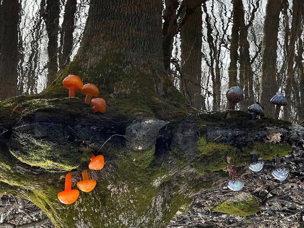 glass mushroom in swamp 1200x900